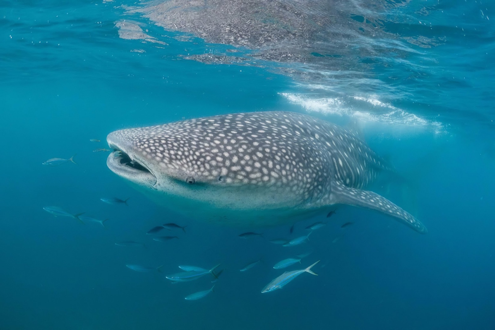 Whale shark swimming just below the surface